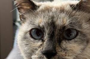 きれいな顔立ちの猫ちゃん