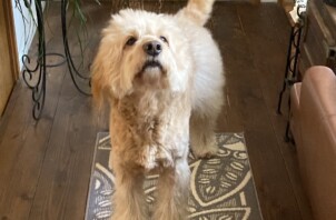 ゴールデンドゥードルのりんちゃんのお世話🐩🚶‍♂️🤗　