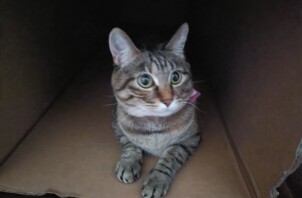 猫ちゃんのななちゃん