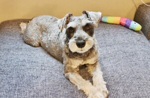 神奈川区のもふくん　神奈川区のペットシッターＢｏｗｗｏｗばうわう