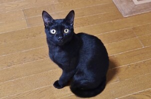保土ケ谷区のカイトくん　保土ケ谷区のペットシッターＢｏｗｗｏｗばうわう