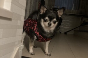チワワのリリーちゃんのお世話🐕😄🤟