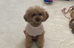 トイプードルのテンちゃんのお散歩🐩😉🖖