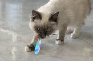 東大阪市のペットシッター猫ちゃんのお世話🐱