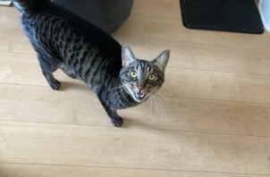 猫のお世話　でこぽんくん
