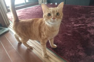 猫のペットシッター日記：メイくん＜葛飾区＞