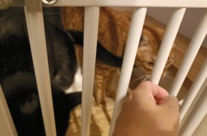 イニくんとアンくん