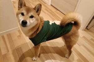 ろんくん