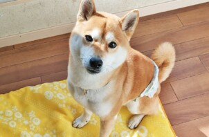 中区のカウルくん　中区のペットホテルＢｏｗｗｏｗばうわう