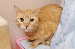 鶴見区のチャチャくん、クルミちゃん　鶴見区のペットシッターＢｏｗｗｏｗばうわう