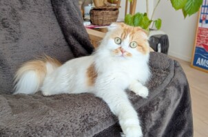 神奈川区のツムギちゃん　神奈川区のペットシッターＢｏｗｗｏｗばうわう