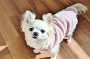 旭区のマコちゃん　旭区のペットホテルＢｏｗｗｏｗばうわう