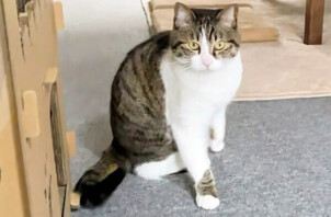 猫、けんじろうちゃんのペットシッター