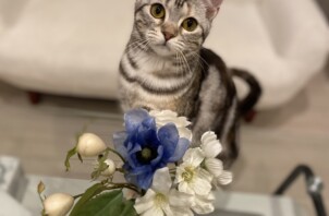 アメリカンショートヘアーのエミリーちゃん🐱（新宿区）