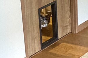 ミックスのたまちゃん🐱（目黒区）