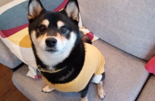 【お世話報告】さんまちゃん｜元気いっぱいお散歩日和🐾