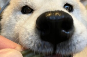 獣医師のいるペットシッター「ワンちゃんのデンタルケア」その②
