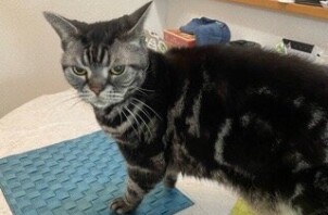 柏市　猫のペットシッター