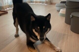 柏市　犬のペットシッター