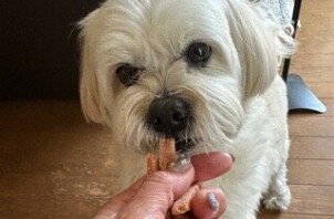 流山市　犬のペットシッター