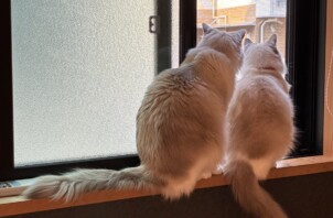 【お世話報告】海ちゃん＆波ちゃん｜仲良しまったり姉妹に癒されて🐾