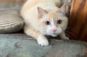 東成区のペットシッター猫ちゃんのお世話🐱