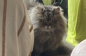 チンチラのはなびちゃんのお世話🐱😁🖖