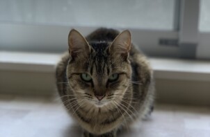 平野区のペットシッター猫ちゃんのお世話🐱