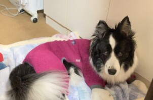 ボーダーコリーのルキちゃん、ライちゃんのお世話🐶😀👋