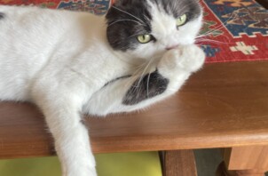 柏市　猫のペットシッター