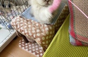 柏市　猫のペットシッター
