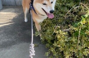 流山市　犬のペットシッター