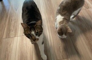 流山市　猫のペットシッター