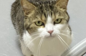 ここちゃん