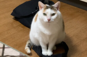 猫ちゃんのモネちゃん、アキちゃんのお世話🐈😸😁🤚
