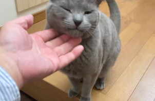 シャルトリューのりゅうちゃん、黒猫のネロちゃんのお世話🐈😽😉🖖