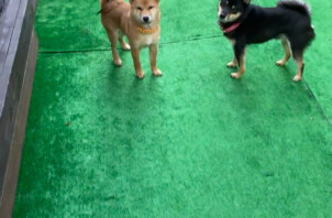 柴犬のスマイルちゃん、ハッピーちゃん、豆柴のラッキーちゃん、エンジェルちゃんのお世話🐶🐾🤗🤚