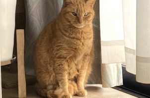 とってもキュートな猫ちゃん🐱(品川区)