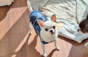 保土ケ谷区のハルくん、モモちゃん　保土ケ谷区のペットホテルBowwowばうわう