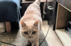 柏市　猫のペットシッター