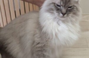 松戸市　猫のペットシッター