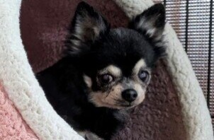 柏市　犬のペットシッター