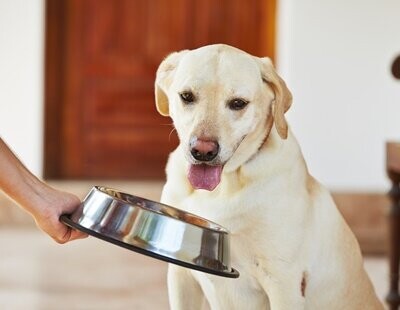 hungry-dog-2