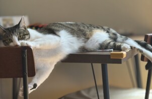 かわいい仕草の猫ちゃん