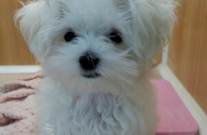 私と犬_vol.3