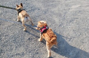 ふたりのワンちゃんのペットシッター　鹿児島発