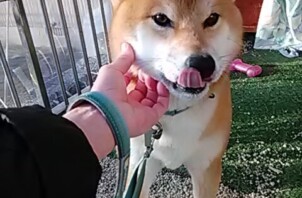 柴犬の男の子です♪