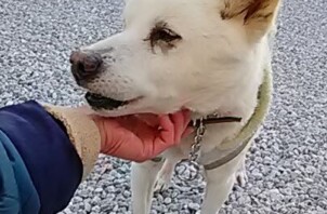 ミックス犬の男の子♪