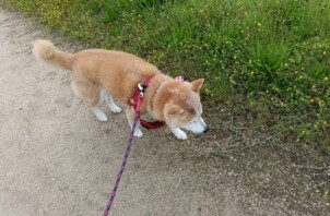 くりちゃん