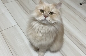 東成区のペットシッター猫ちゃんのお世話🐱